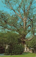 Clearwater Florida, Kapok Tree Inn, Vintage Postcard picture