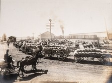 c. 1915 Central Valley of California (Kings County) Agricultural Photo Album picture