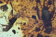 Two Detailed Orthoptera (Cricket) - Fossil Insect Inclusion in Burmese Amber picture