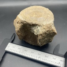 Dolphin Vertebrae Fossil Cetacean Backbone Florida Land Find picture