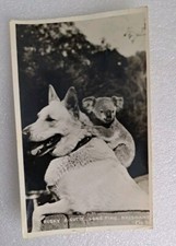 RPPC POSTCARD HUSKY & CUTIE LONE PINE BRISBANE AUSTRALIA #S3 1960 picture