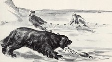 Newfoundland - CUSTOM MATTED - 1954 Vintage Dog Art Print - 0810 picture