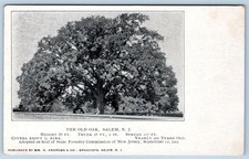 Pre-1907 THE OLD OAK TREE SALEM NEW JERSEY NJ WM ANDREWS & CO DRUGGISTS POSTCARD picture
