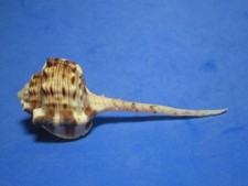 Murex haustellum Linnaeus,1758