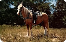 Vintage Postcard Palomino Horse Fancy Western Saddle Colorado Ranch picture