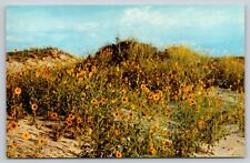 Postcard TX Monahans The Common Golden Eye Monahans Sand Hills State Park UNPA17 picture