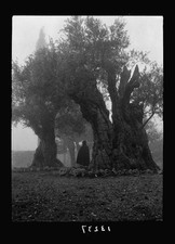 Photo:Jerusalem Israel 1940s Garden of Gethsemane in Fog Olive Trees picture