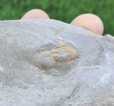 Cyclopyge Trilobites Fossil Ordovician Morocco Rare Specimen  picture
