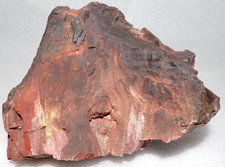 3 Lb 14 oz North Arizona Petrified Wood with well Defined Bark Texture w/Knot picture