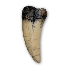 Prehistoric Planet Store - Tyrannosaurus rex Tooth (direct cast replica) picture