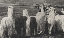 c. 1940's Herd of Alpacas, Peru RPPC by Martin Chambi Jiménez picture