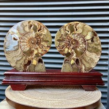 5.3 lb  Split Ammonite Fossil Pair Polished Shell Wood Stand Collector Specimen picture