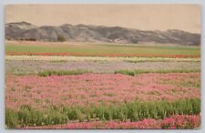 Lompoc California, Santa Maria Valley Beautiful Flowers, Vintage Postcard picture