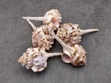 Snipes Bill Murex Seashells Murex Haustellum (5 shells approx. 2.25+ inches) picture