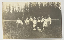 1904-18 Vintage RPPC Postcard~Summer Multi-Generation Group of Berry Pickers picture