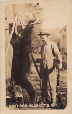 J65/ Interesting RPPC Postcard c1910 Bear Hunting Large Bear Niles Gun 368 picture