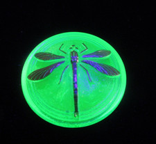 Collectable Beautiful Czech Vintage Glass Vaseline Uranium Cabochon   NO Shank picture