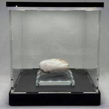 Australian Coober Pedy Opalized Mussel Fossil Light Box Collectible picture