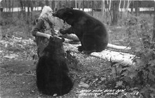H32/ Harrison Michigan RPPC Postcard c40s Spikehorn Black Bear Den Kiss 18 picture