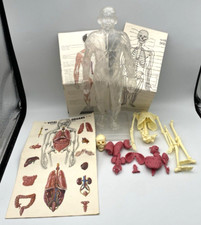 Vintage 1959 Vital Organs of the Human Body Medical Anatomy Educational Products picture