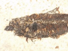 Larger SUPER Nice Knightia FISH Fossil From Fossil LAKE Wyoming 856gr picture