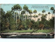 Postcard 1911 Florida Palmetto Grove Postcard picture
