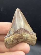 Museum Grade Peruvian Chubutensis Shark Tooth 2.39” No Repair Or Restoration picture