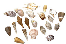 Seashells Lot of 20 Various Shapes & Sizes Decor Craft Nautical Neutral Beach picture