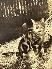 W5 Photograph 1930's Artistic Portrait Handsome Majestic House Cat Cute Kitty  picture