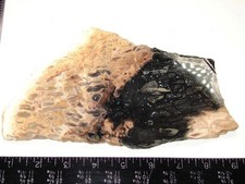 Beautiful Petrified Palm Root Slab - Indonesia - 300g - Old Coll. / Old Material picture