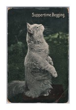 Antique 1907 RPPC Fluffy Kitty Cat Standing Suppertime Begging from Jennie picture
