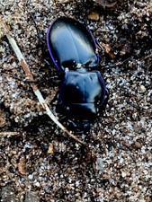 Pair Of 2 Blue-Side Warrior Beetle (Pasimachus subsulcatus) (1”-1.5” Inches) picture