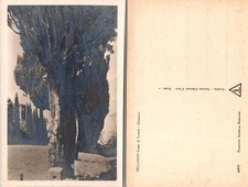 Bellagio Lago di Como Italy Vintage Postcard Dintorni Unposted Scenic Tree View picture