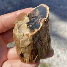 Beautiful Petrified Wood Limb Cast Lapidary Rough Or Specimen 5.80 Oz picture