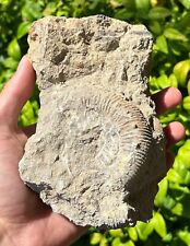 XL Unprepped France Fossil Ammonite in Matrix Middle Jurassic Age French Fossils picture