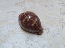 F Cypraea rosea mappa singularis very great pattern natural glossy 73.3 mm F+++ picture