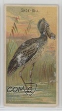 1889 Allen & Ginter Birds of the Tropics Tobacco N5 Shoe-Bill 0v3e picture