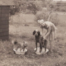 3P Photograph Pretty Woman Bathing 2 Pet Dogs In Yard 1930-40's  picture