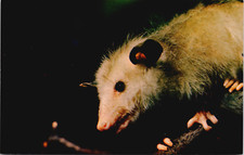 Opossum Kalamazoo Nature Center Kalamazoo Michigan Vintage Postcard picture