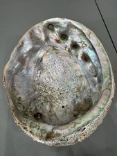 Vintage Large Red Abalone Shell Seashell Very Rare And Unique 8x6.5” picture