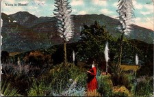 1910 Los Angeles CA Yucca in Bloom Postcard - Benham Co. Hollywood Station picture
