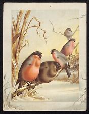 HY (Harry) Bright (1846-95) Victorian Artist Card Birds on a Branch picture