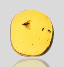 Detailed Trichoptera (Caddisfly), Fossil Insect Inclusions in Burmese Amber picture