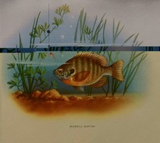 NOS Vintage nature Stationery Set 1960s w/ envelopes dogs fish birds deer skunk picture