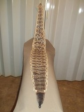 XL Tanned Canebrake Rattler Hide 8-3/4