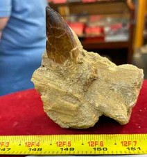 245g Mosasaurus Tooth in Matrix Excellent Condition - Utah, US picture
