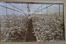 Antique RPPC Postcard Greenhouse Interior Worker Occupational 1905-1915 AZO picture