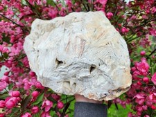 GIANT White Lattice Lace Agate, 18.5 lbs, Ideal for Lapidary, Ships from NY picture