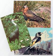 Postcards BIRDS of the USSR Moscow Planeta Vintage 1984-1985 Set of 3 pcs. picture