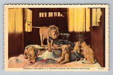 Washington D.C. National Museum Roosevelt Lion Group Vintage c1951 Postcard picture
